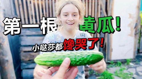 丈母娘偷瓜吃瓜的故事,一段温馨的田园趣事